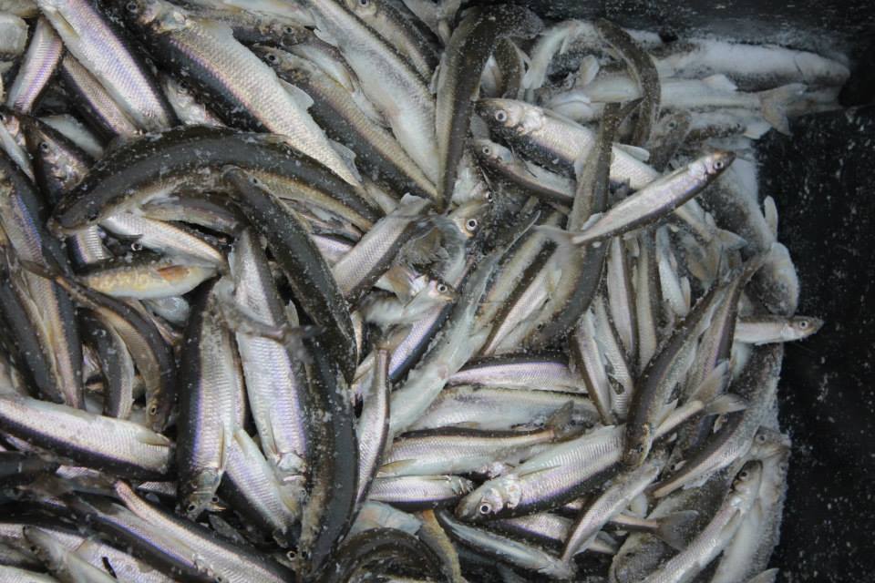 Fish Fry Nation Larry’s Lines of Poetry